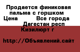 Продается финиковая пальма с горшком › Цена ­ 600 - Все города  »    . Дагестан респ.,Кизилюрт г.